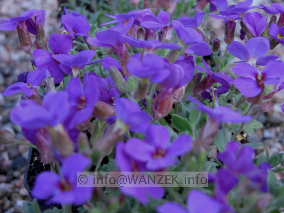 Aubrieta Hamburger Stadtpark.JPG